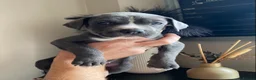 Mixed Breed dogs for sale: Cane Corso X Staff Puppies -Ready to Leave October - Advert 7