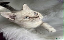 British Shorthair cats for sale: STUNNING British Shorthair Kittens Silver Tabbies - Image 12