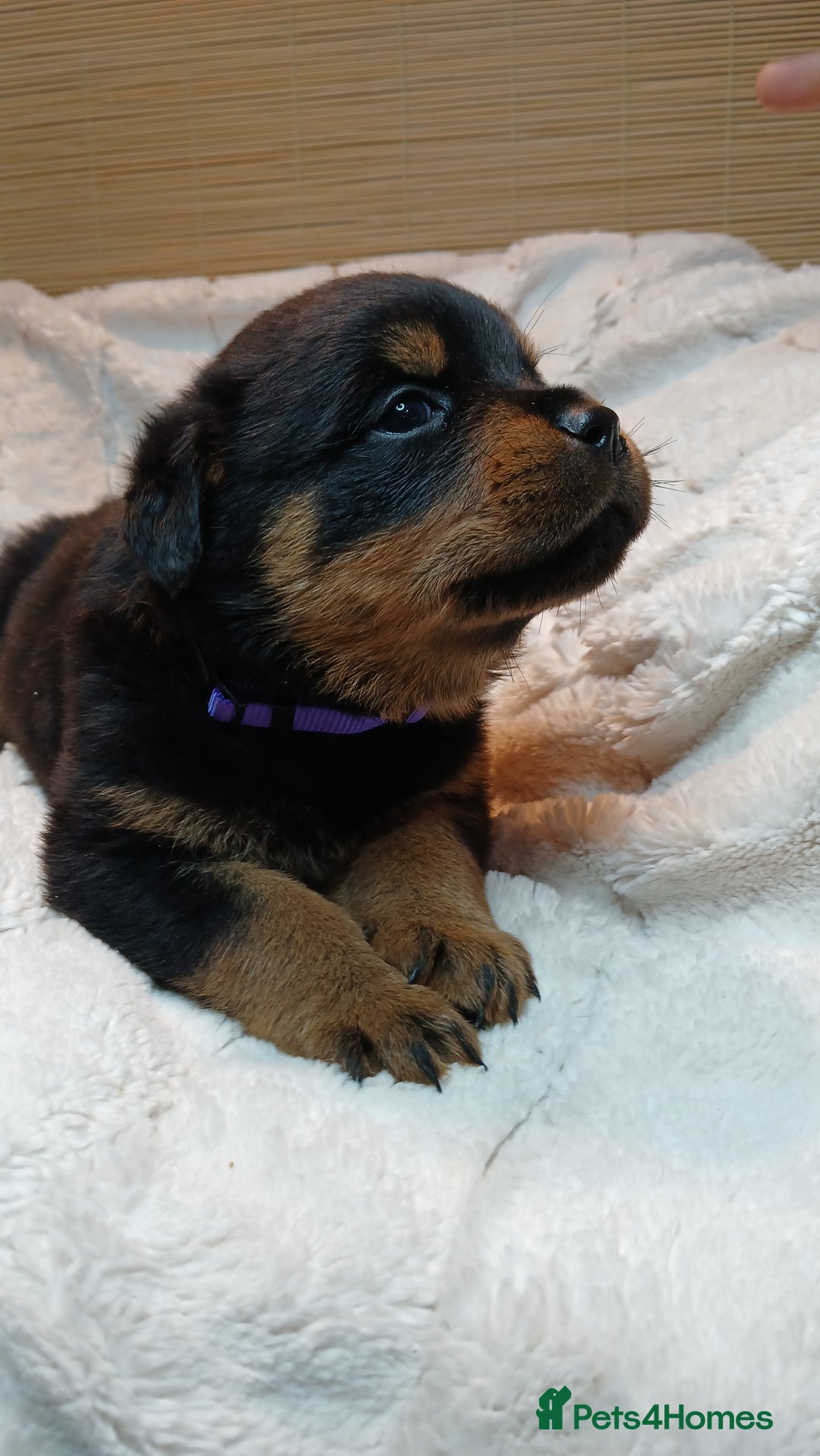 Rottweiler dogs for sale: Rottweiler Puppies for Sale - Advert 8