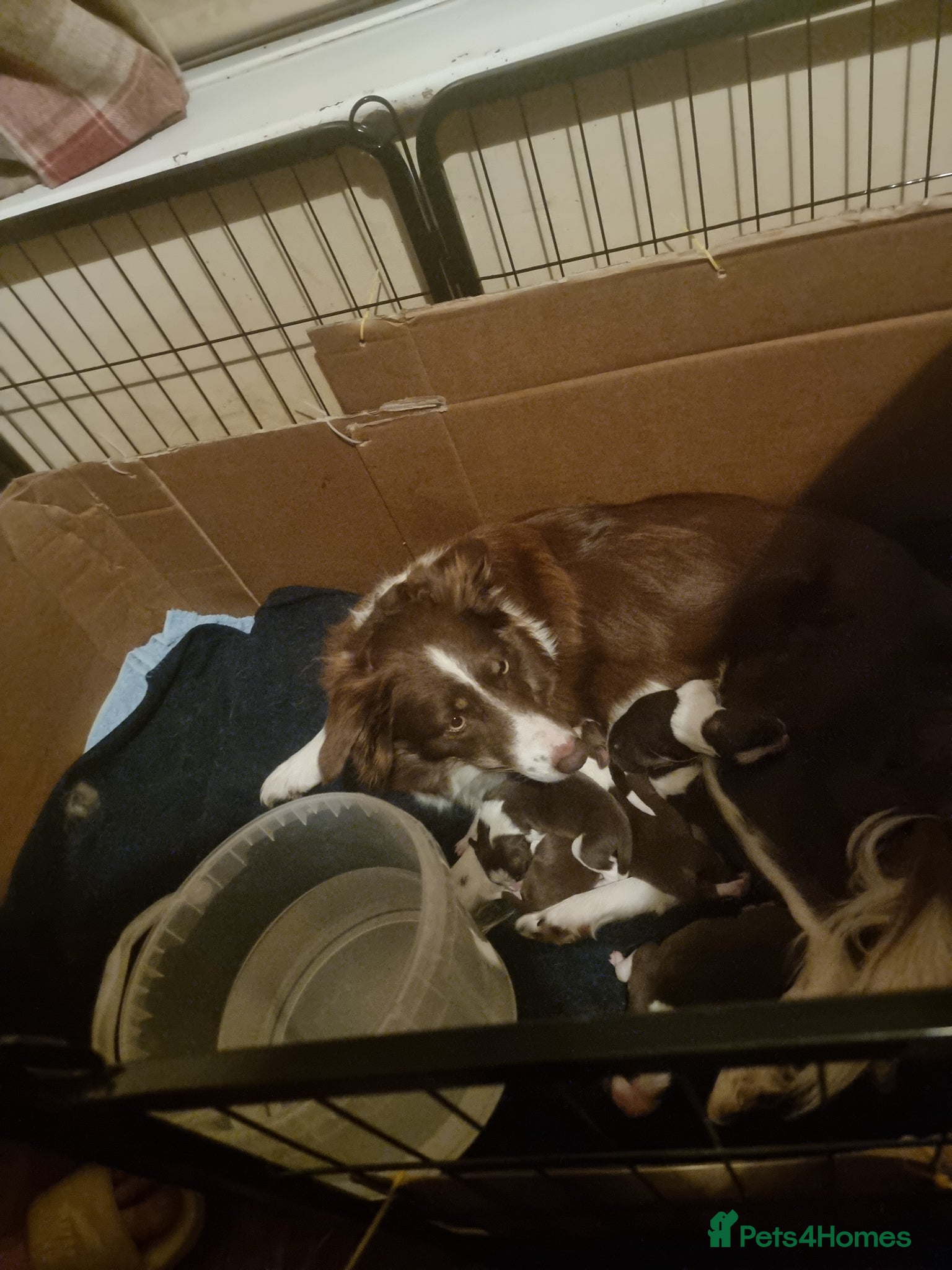 Border Collie dogs Red and white Tri colour puppies - Advert 14