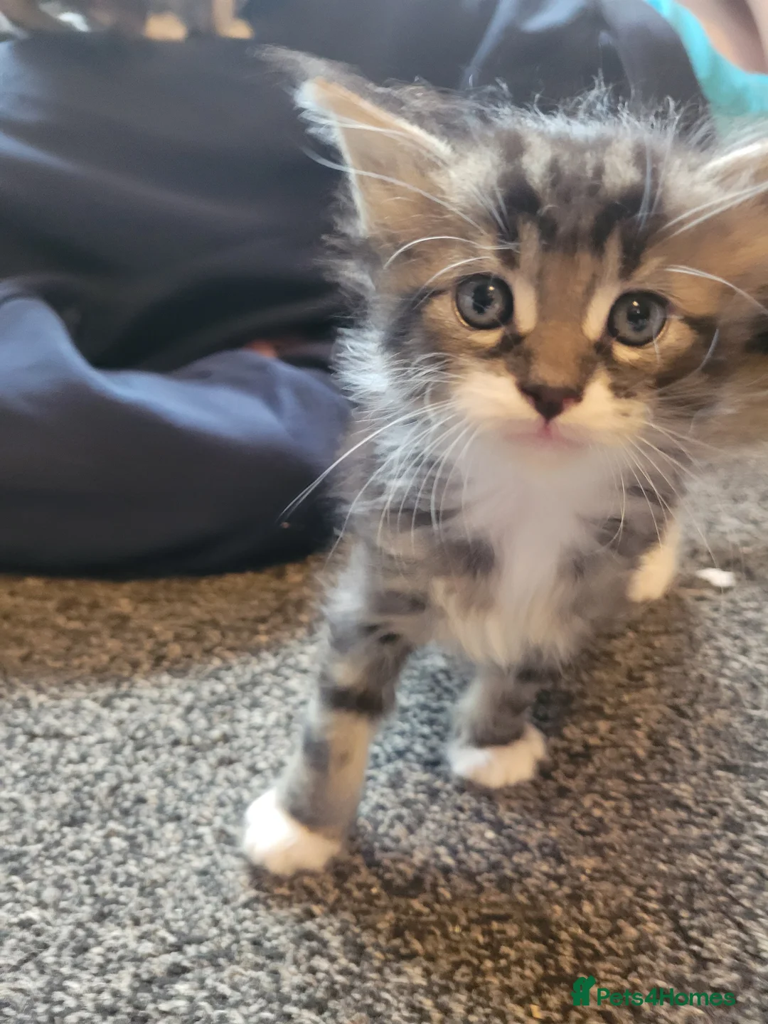 Maine Coon cats for sale: Only 1 little boy left Maine coon X kitten  - Advert 21