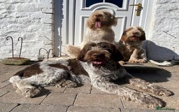 Italian Spinone dogs for sale: ITALIAN SPINONE WAITING LIST OPEN -DUE OCT - Image 34