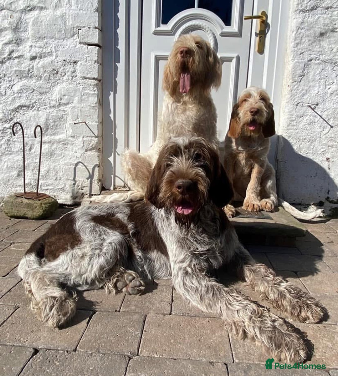 Italian Spinone dogs for sale: ITALIAN SPINONE WAITING LIST OPEN -DUE OCT - Image 34
