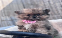 Pomeranian dogs for sale: Tea cup Pomeranians  - Image 8