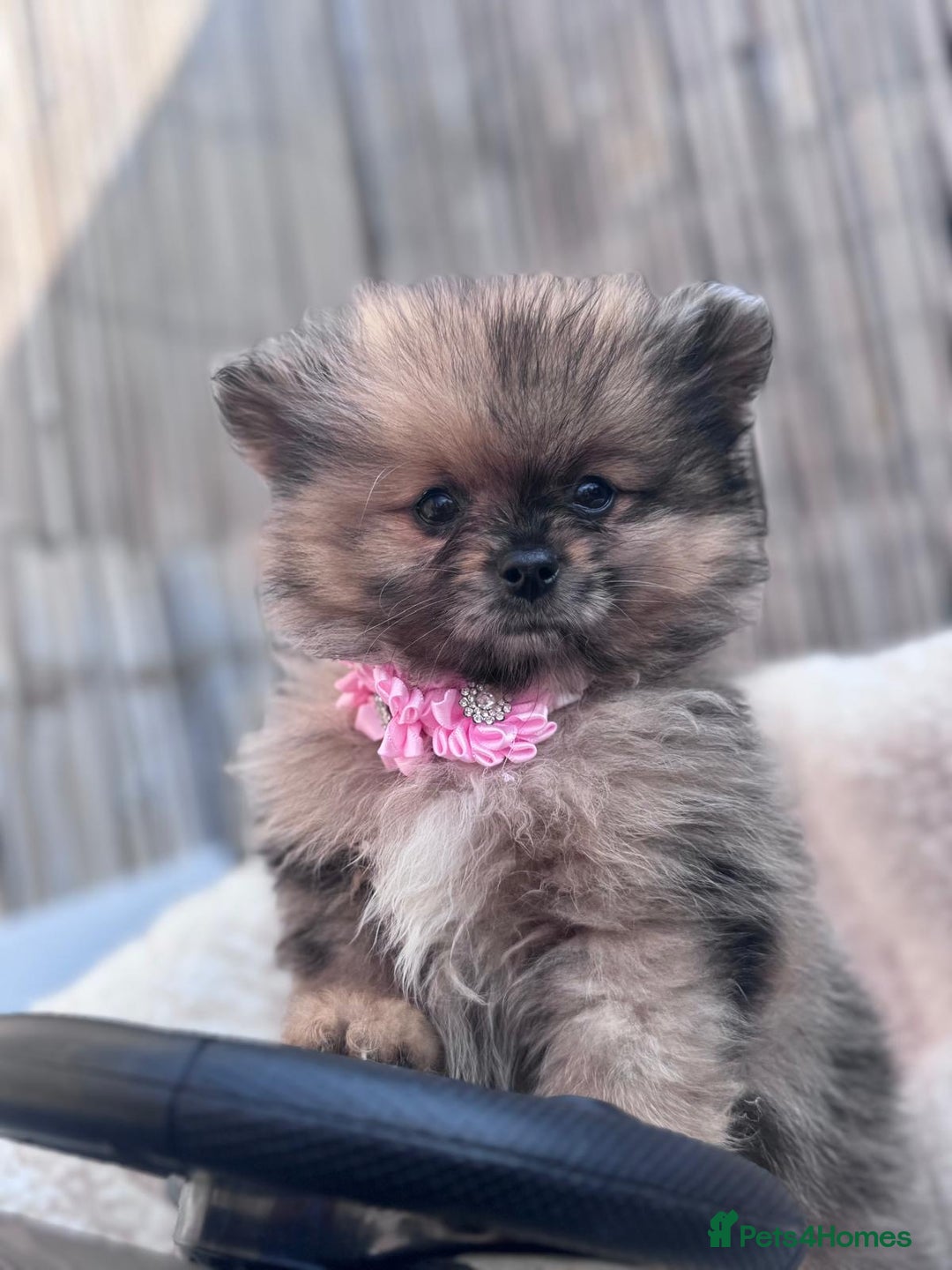 Pomeranian dogs for sale: Tea cup Pomeranians  - Image 8