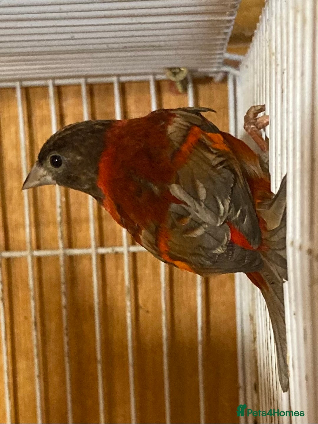 Finches birds for sale: RED SISKINS MUTATIONS  - Image 3