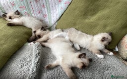 Ragdoll cats for sale: Adorable Ragdoll Kittens - Image 36