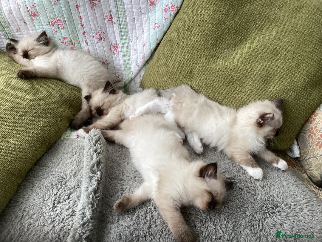 Ragdoll cats for sale: Adorable Ragdoll Kittens - Image 36