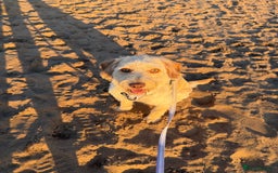 Labradoodle dogs for sale: 11 month old Miniature Labradoodle Bonnie  - Image 2