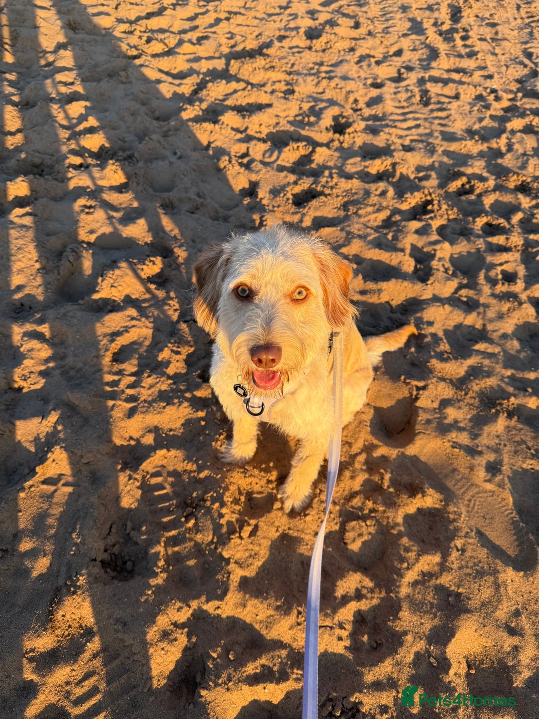 Labradoodle dogs for sale: 11 month old Miniature Labradoodle Bonnie  - Image 2