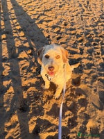 Labradoodle dogs - Advert 11