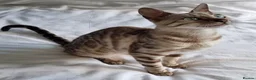Bengal cats for sale: 12 month old female Bengal ready to leave - Advert 14
