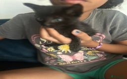 Mixed Breed cats for sale: Beautiful Kittens  - Image 3