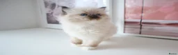 Ragdoll cats for sale: INDOOR GCCF REGISTERED RAGDOLL FEMALE KITTEN - Advert 17