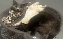 Birman cats for sale: Beautiful pedigree kittens for sale  - Image 1
