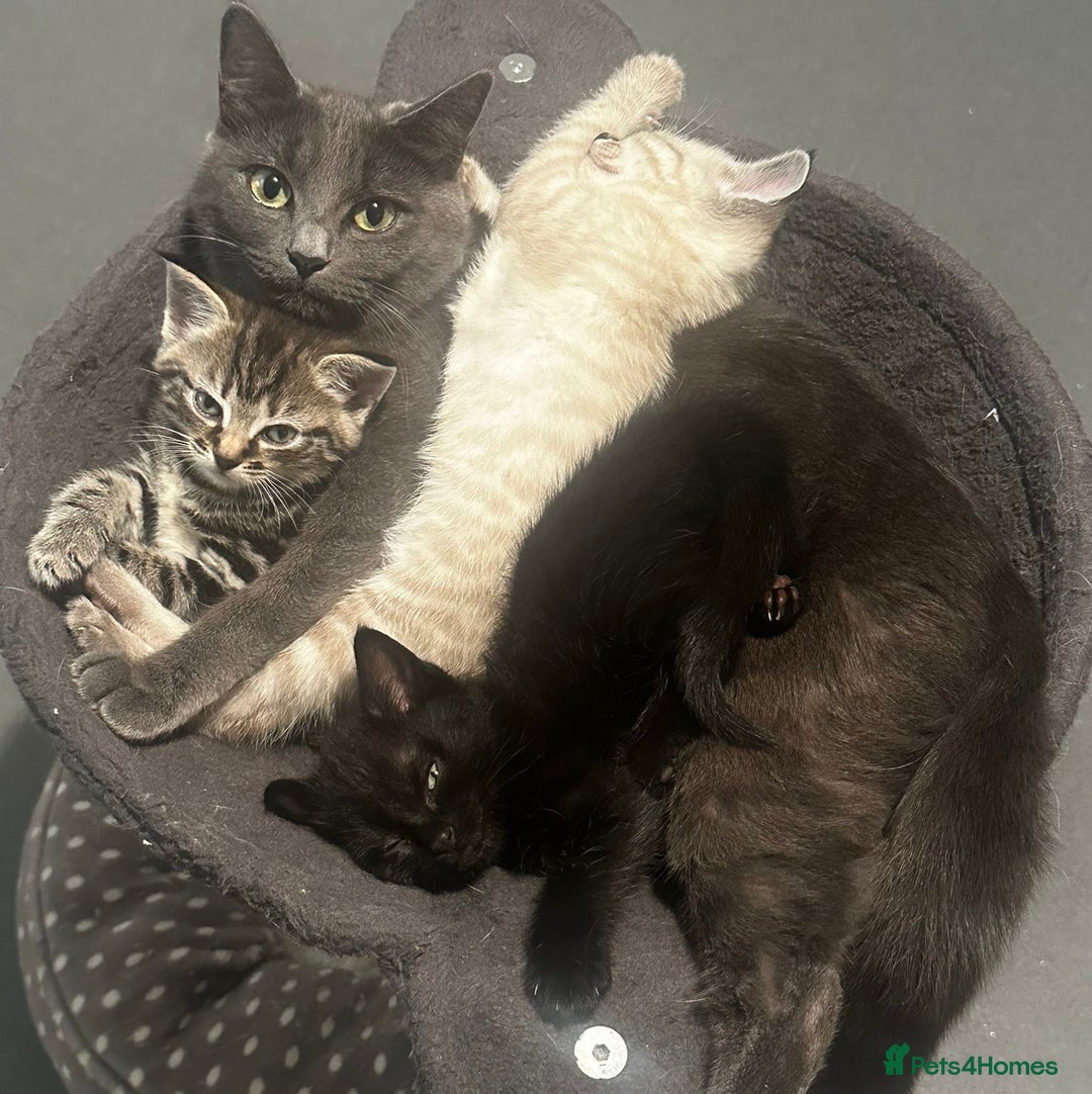 Birman cats for sale: Beautiful pedigree kittens for sale  - Image 1