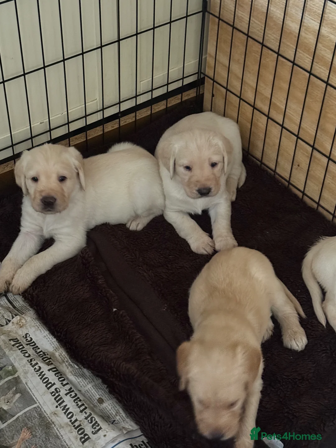 Labradoodle dogs for sale: Ready to leave f1 labradoodles puppy checks done - Advert 2