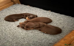 Miniature Dachshund dogs for sale: Stunning mini sausages!  - Image 2