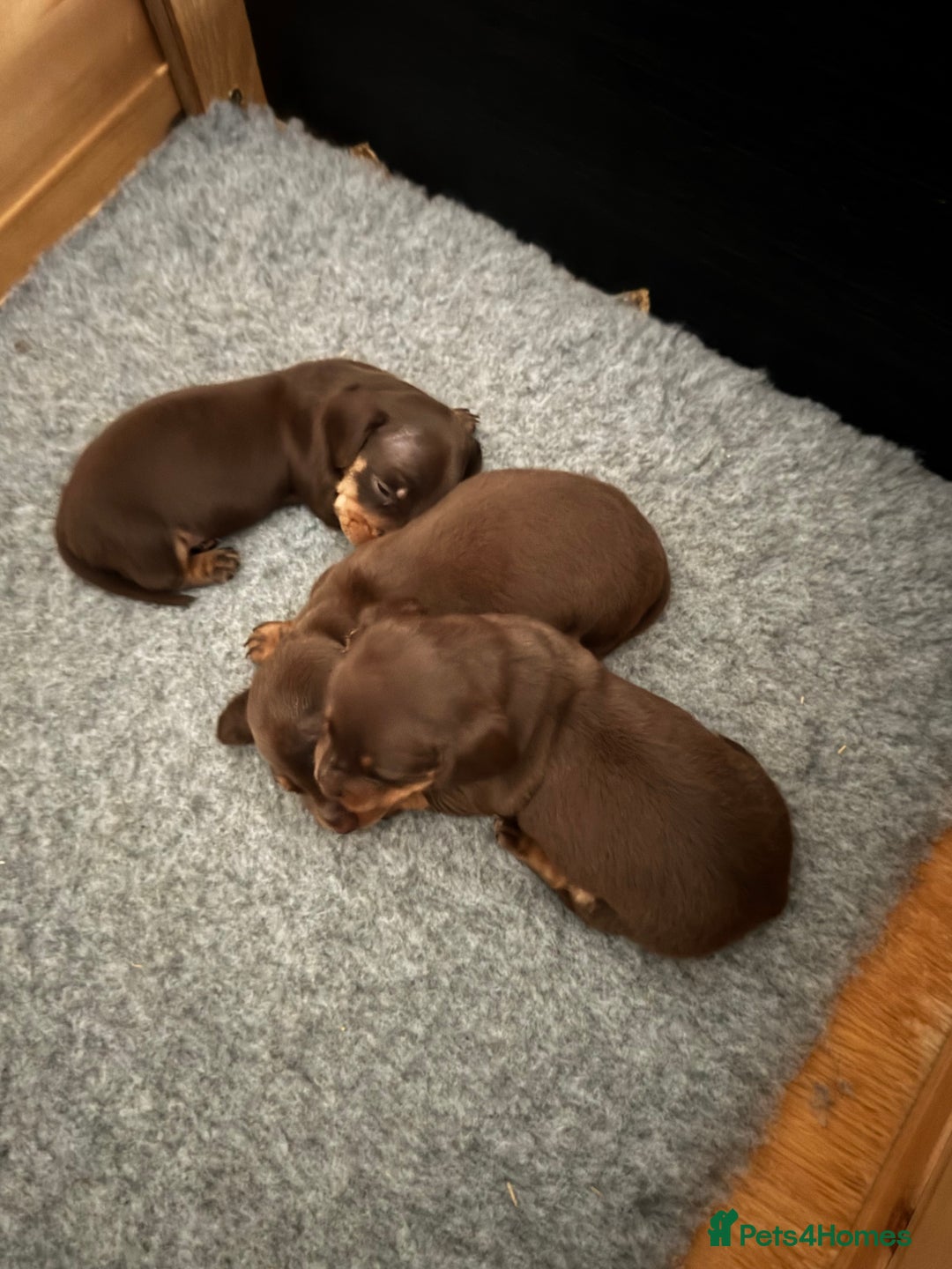 Miniature Dachshund dogs for sale: Stunning mini sausages!  - Image 2