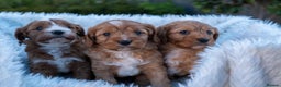 Cavapoo dogs for sale: Beautiful litter of F1 Cavapoo puppies! - Advert 5