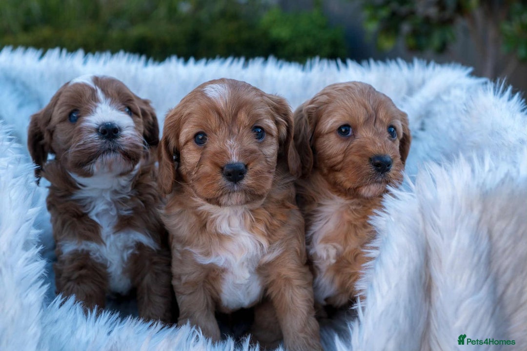 Cavapoo dogs for sale: Beautiful litter of F1 Cavapoo puppies! - Advert 5