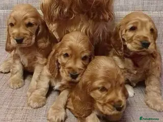 Cocker Spaniel dogs Stunning kc reg show cockers fully health tested - Advert 4