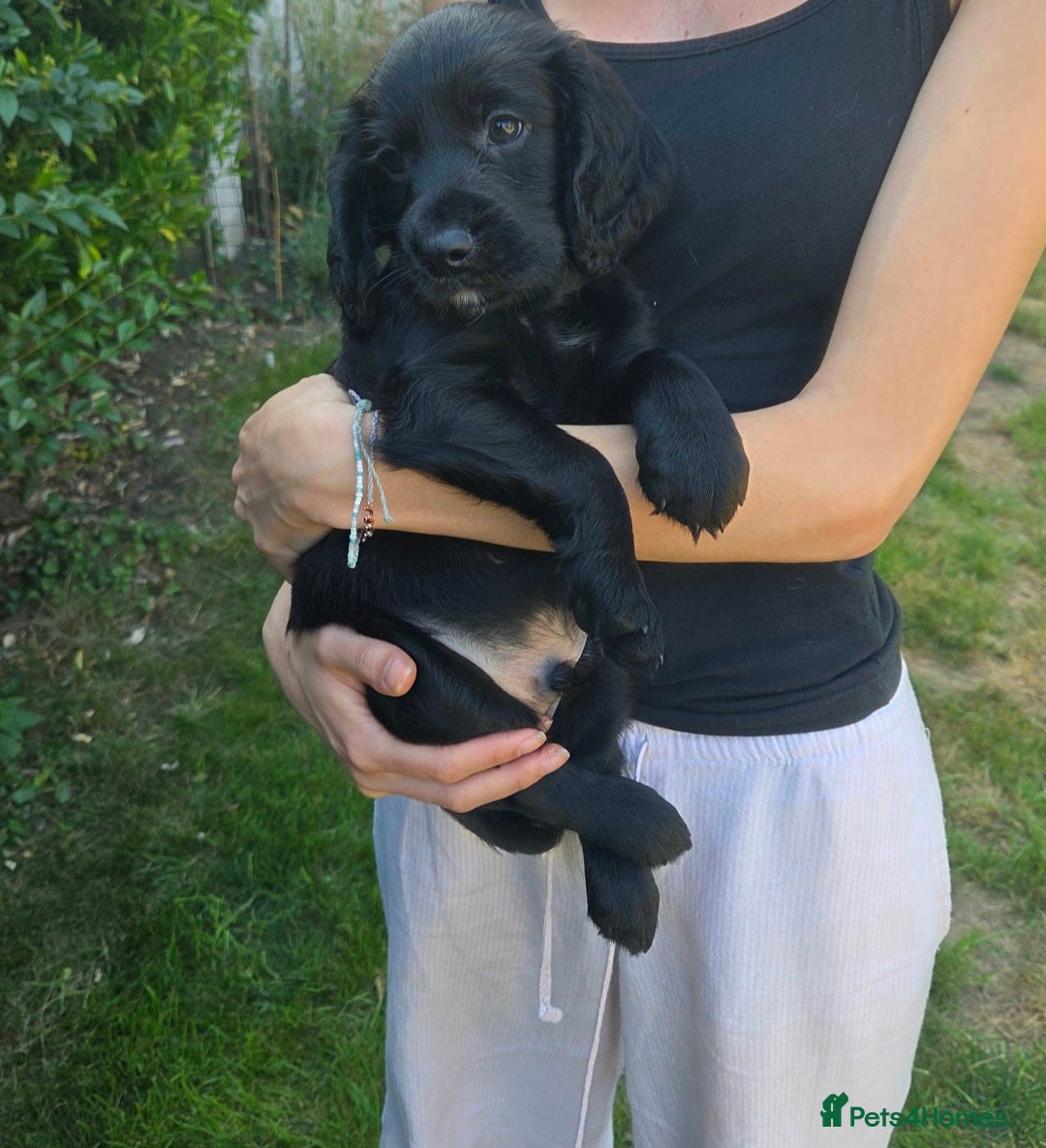 Cocker Spaniel dogs for sale: Working cocker spaniel pups - Image 4