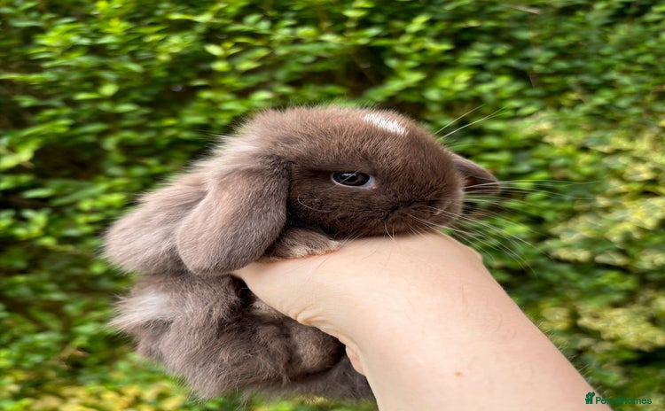 Mini Lop rabbits - Advert 11