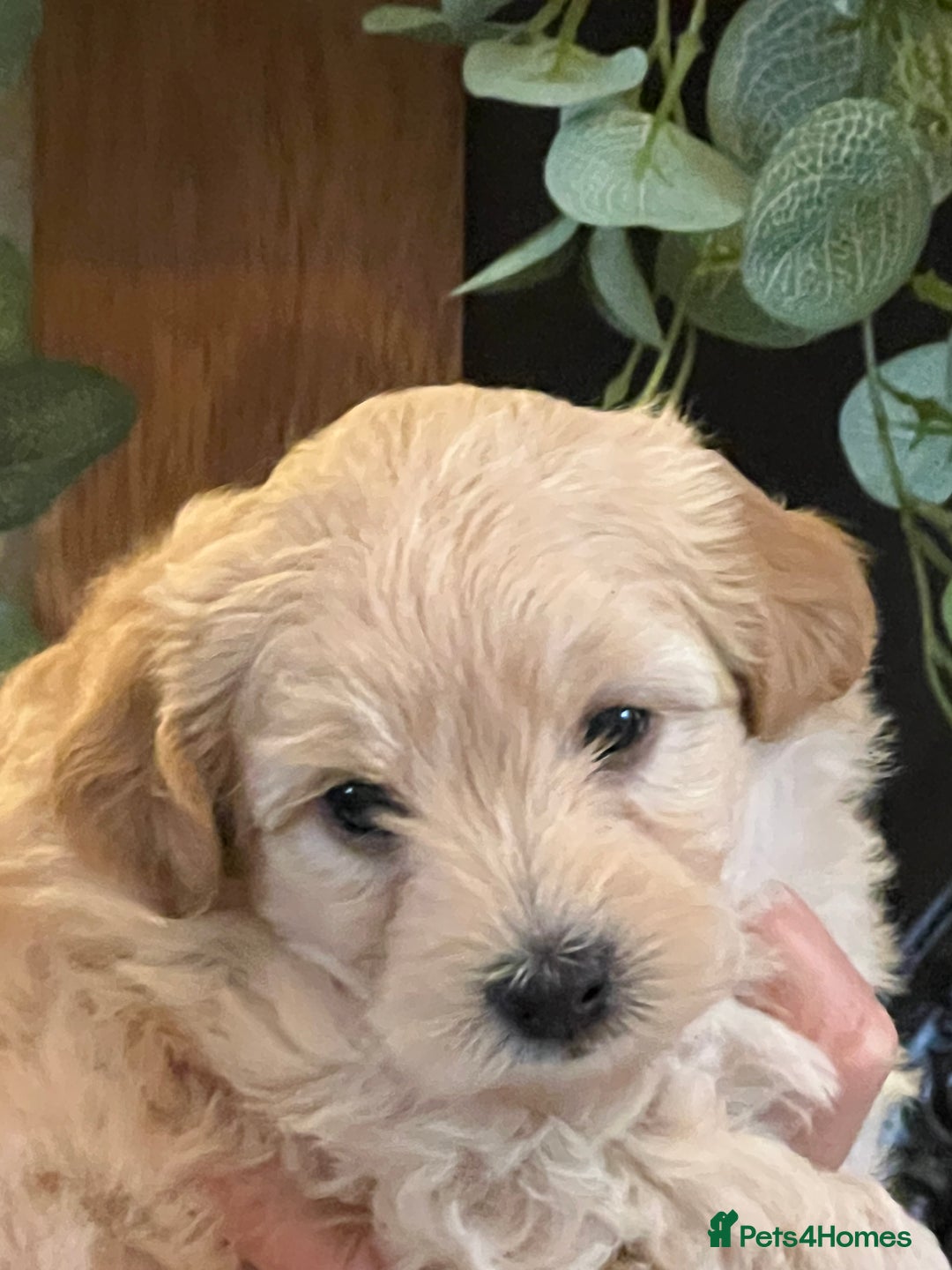 Maltipoo dogs for sale: Maltipoo puppies  - Advert 11