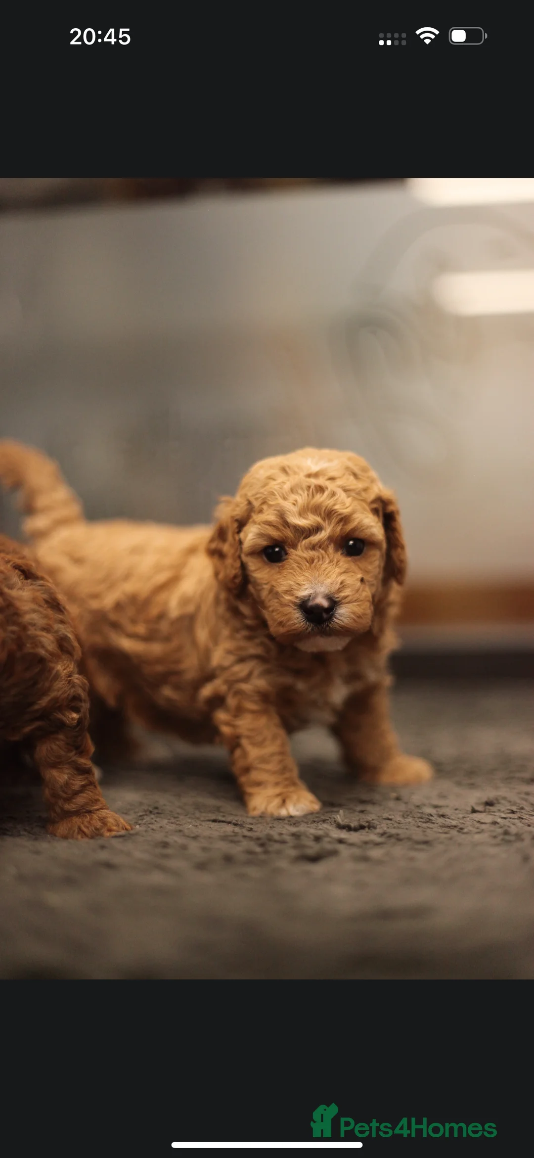 Poochon dogs for sale: Beautiful Poochon Pups Home Bred second litter - Advert 26