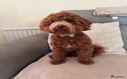 Miniature Poodle dogs for stud: Miniature Poodle Stud  - Image 4