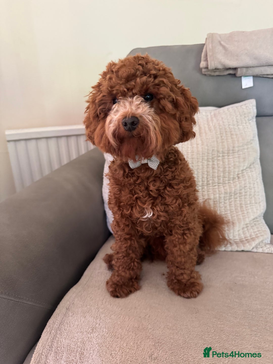 Miniature Poodle dogs for stud: Miniature Poodle Stud  - Image 4