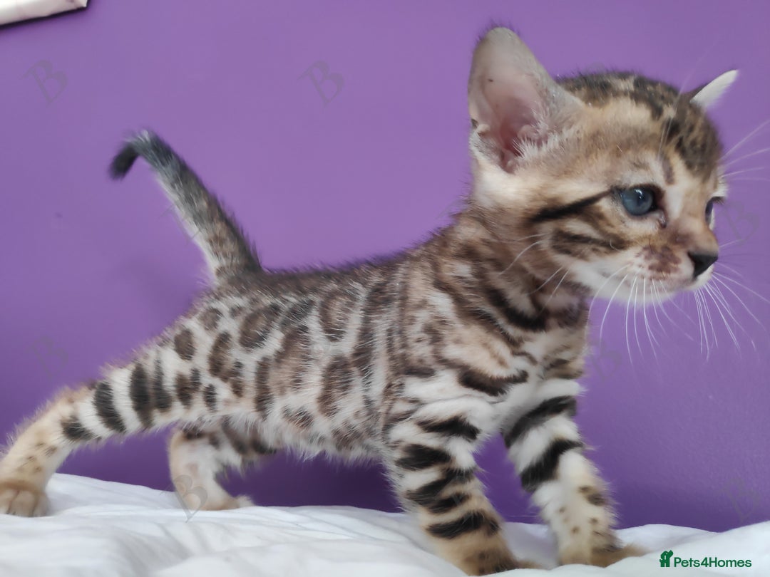 Bengal cats for stud: For Sale Amazing Stud Bengal Male TICA reg litters in Durham - Image 9