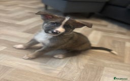 German Shepherd dogs for sale: Czech Shepherd x Akita PUPPIES!!  - Image 2