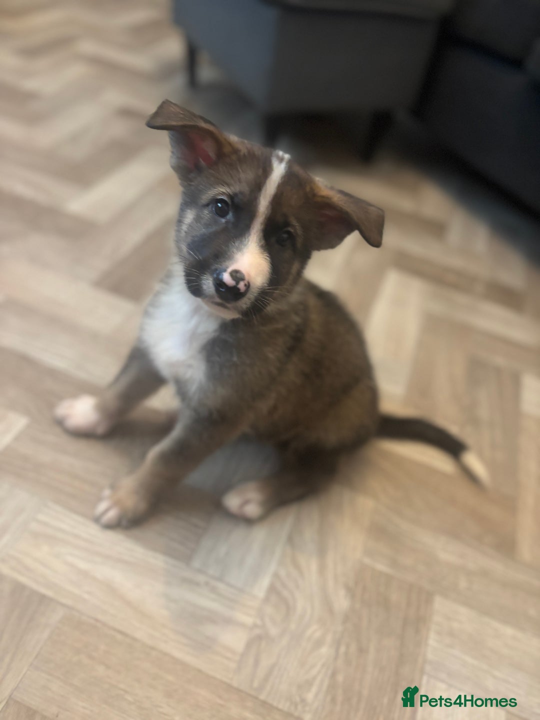 German Shepherd dogs for sale: Czech Shepherd x Akita PUPPIES!!  - Image 2