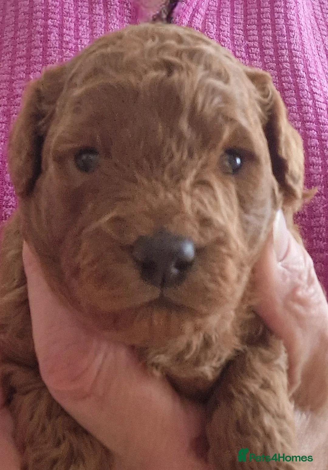 Cavachon dogs for sale: Gorgeous litter cavapoochon puppies  - Advert 2