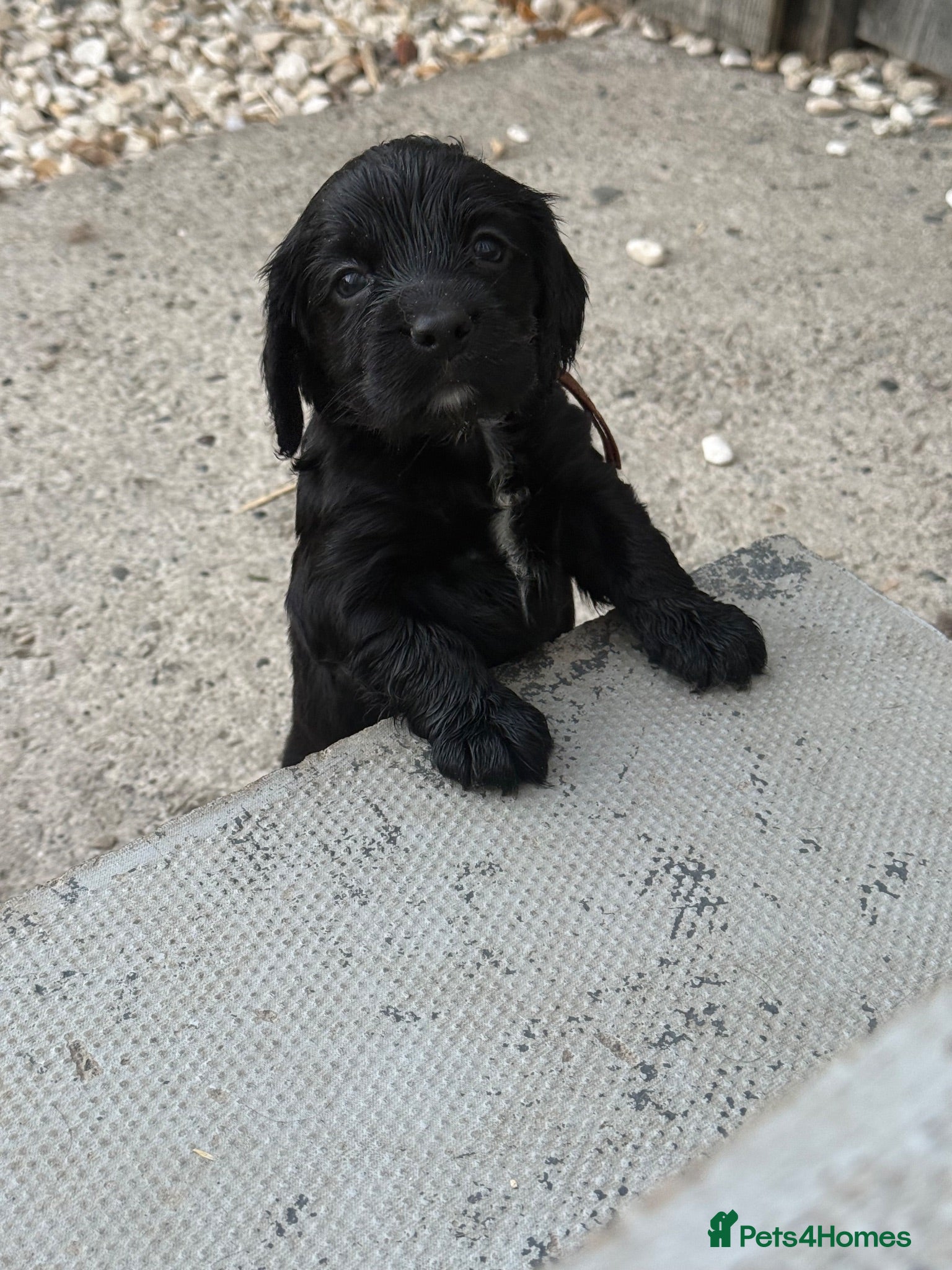 Cocker Spaniel dogs Cocker spaniels  - Advert 1