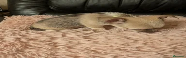 Chihuahua 1