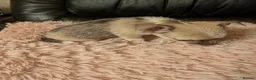 Chihuahua dogs for sale: Tiny Chihuahua for sale  - Advert 11