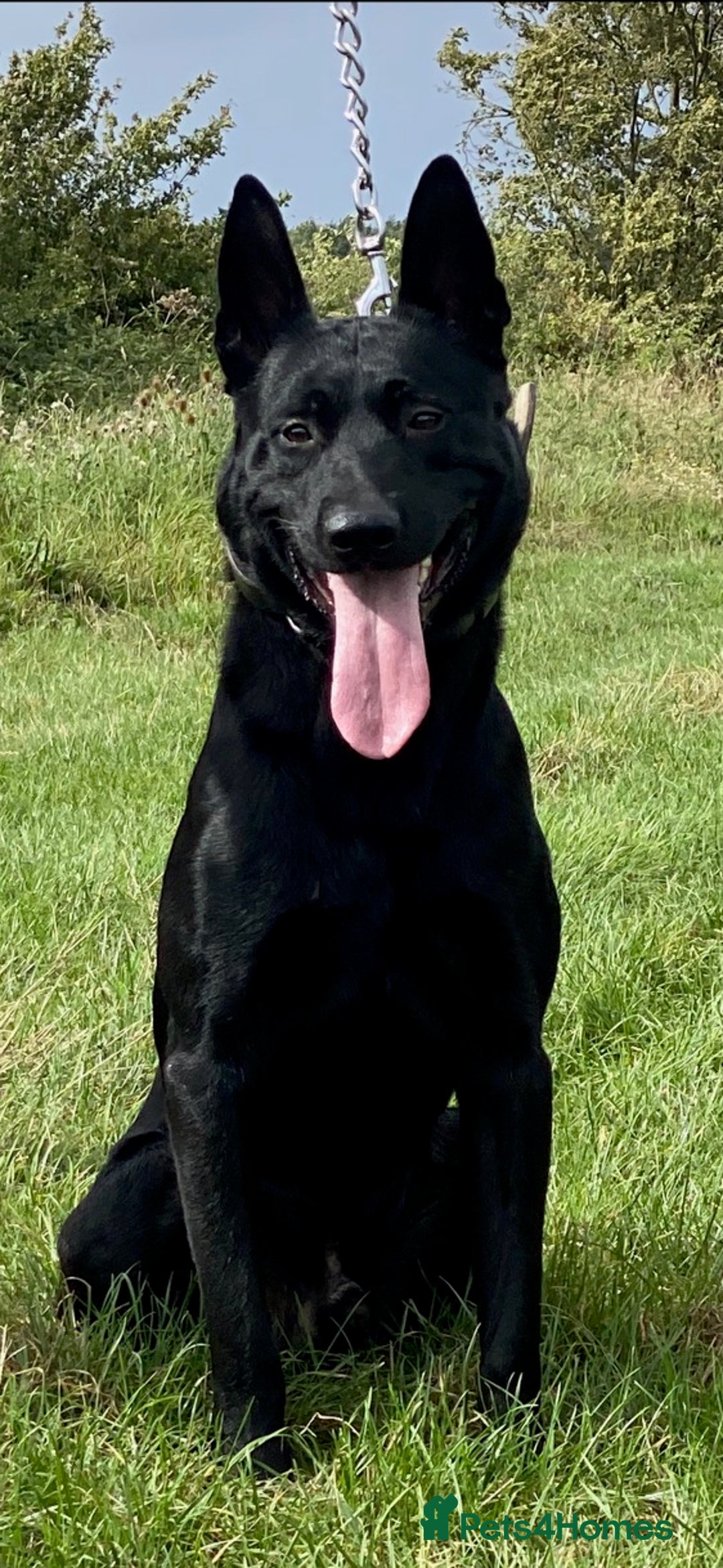 Belgian Shepherd Dog dogs for sale: Full tested family protection dog  - Advert 1