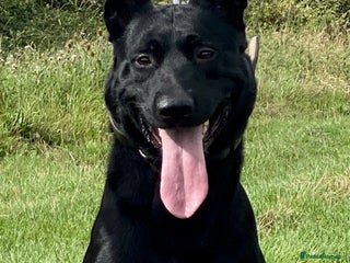 Belgian Shepherd Dog dogs Full tested family protection dog - Advert 1