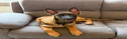 Mixed Breed dogs for sale: Kali  - Advert 3