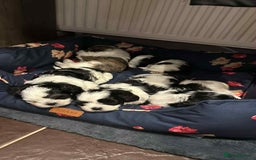 Shih Tzu dogs for sale: Beautiful shitzu puppies for sale - Image 3