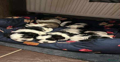 Shih Tzu dogs - Advert 4