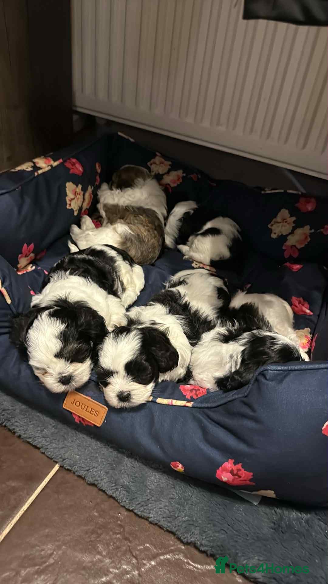 Shih Tzu dogs for sale: Beautiful shitzu puppies for sale - Image 3