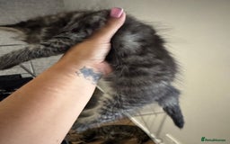 Mixed Breed cats for sale: 2 kittens looking for their forever homes - Image 3