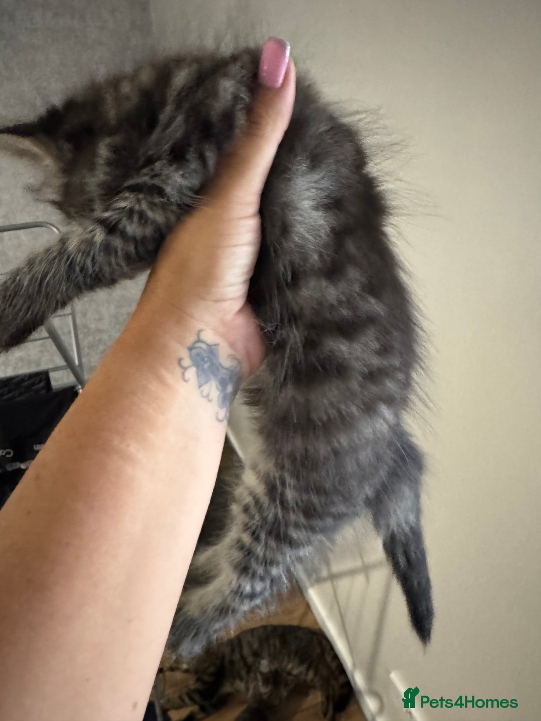 Mixed Breed cats for sale: 2 kittens looking for their forever homes - Image 3