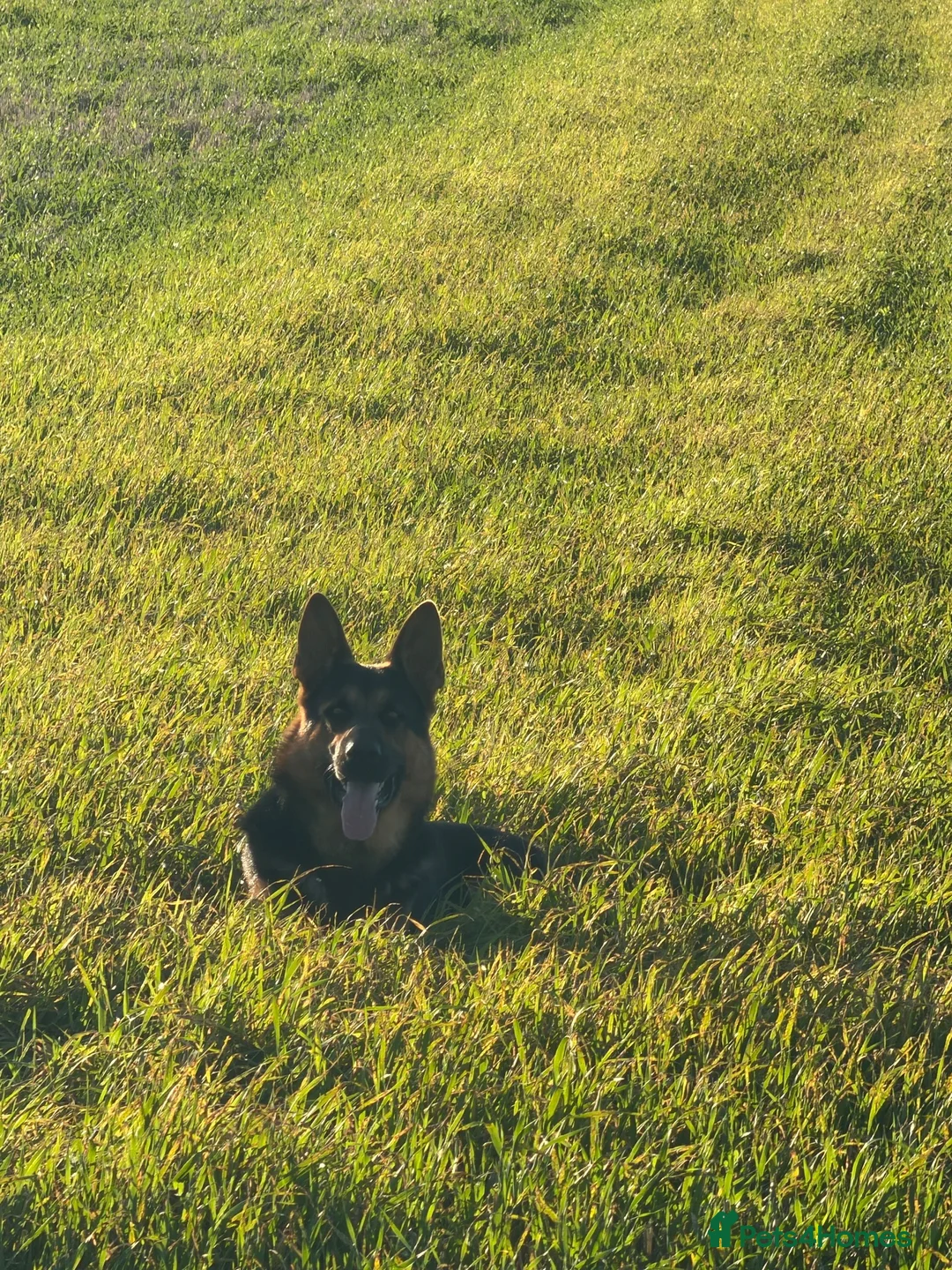 German Shepherd dogs for stud: Stunning 2.5yo Working line German Shepherd stud in Chesterfield - Advert 2