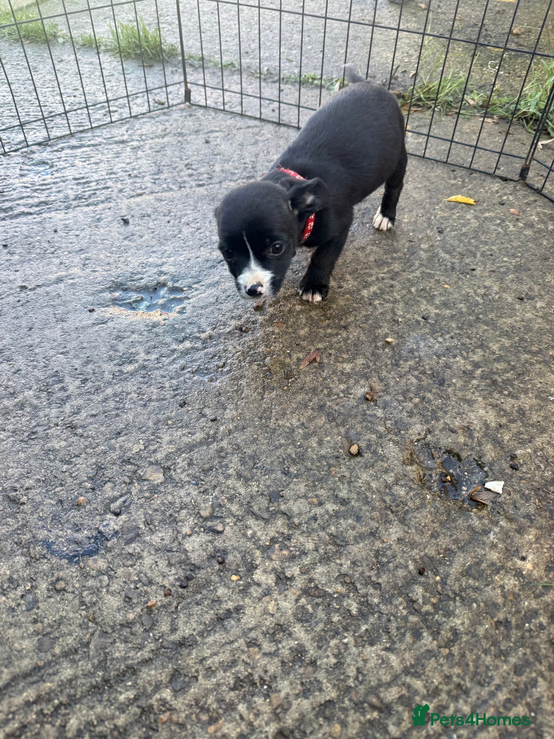 Mixed Breed dogs for sale: 🐶 Adorable 8-Week-Old Caverjack Puppies for Sale - Advert 3
