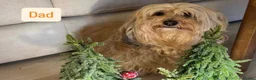 Havanese dogs for sale: 5 Pedigree Havanese Puppies in Doncaster - Advert 27